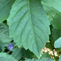 Phyllocnistis ampelopsiella