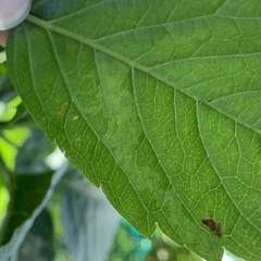 Phyllocnistis ampelopsiella