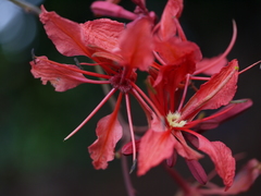 Bauhinia phoenicea