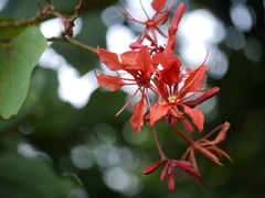 Bauhinia phoenicea