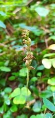 Goodyera repens