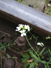 Arabidopsis arenosa