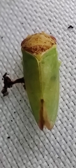 Iassus lanio