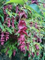Leycesteria
