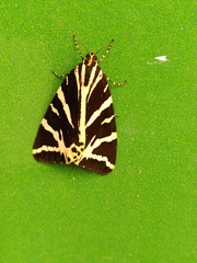 Euplagia quadripunctaria