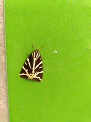 Euplagia quadripunctaria