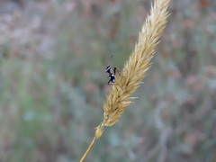 Raglius confusus