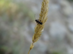 Raglius confusus