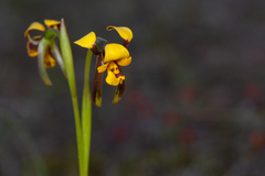 Diuris palustris