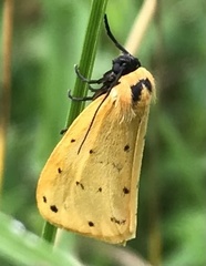 Setina irrorella