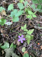 Geranium robertianum