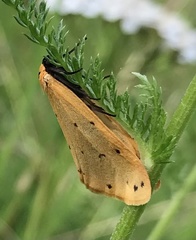 Setina irrorella