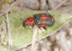 Collops quadrimaculatus