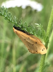 Setina irrorella