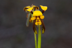 Diuris palustris