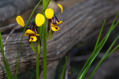 Diuris palustris