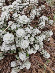 Odontarrhena obtusifolia