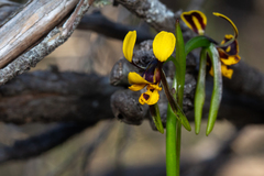 Diuris palustris