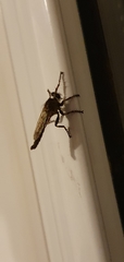 Tolmerus atricapillus