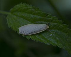 Eilema griseola