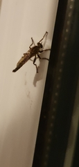 Tolmerus atricapillus