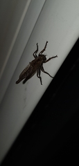 Tolmerus atricapillus