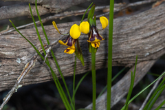 Diuris palustris