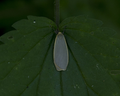 Eilema griseola