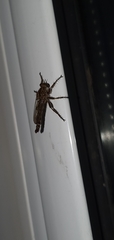 Tolmerus atricapillus