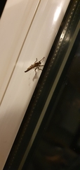 Tolmerus atricapillus