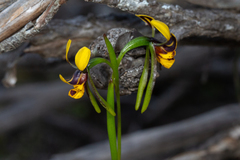 Diuris palustris