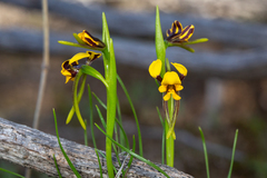 Diuris palustris