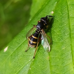 Conops quadrifasciatus