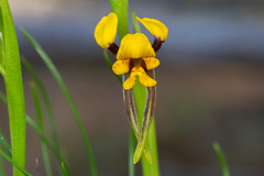 Diuris palustris