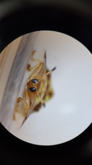 Aspidimorpha furcata