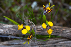 Diuris palustris
