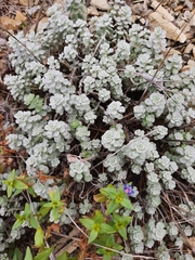 Odontarrhena obtusifolia