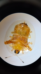 Aspidimorpha furcata