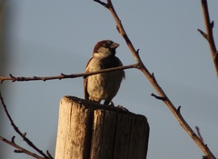 Passer domesticus balearoibericus