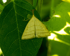 Polypogon tentacularia