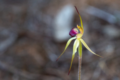 Caladenia valida