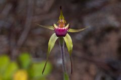 Caladenia valida