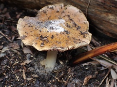 Cortinarius phalarus