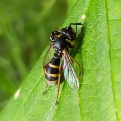Conops quadrifasciatus