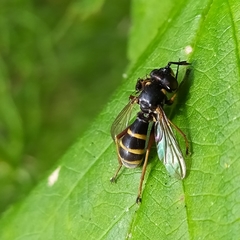 Conops quadrifasciatus