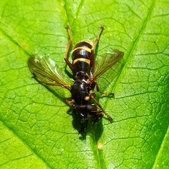 Conops quadrifasciatus