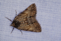Smyriodes aspera