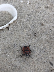 Eurydema spectabilis