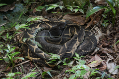 Bothrops jararacussu