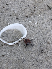 Eurydema spectabilis